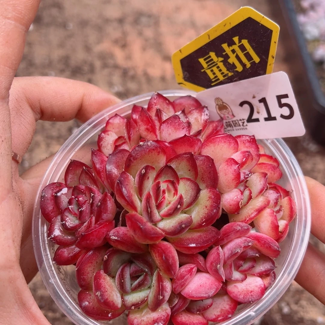多肉植物多肉植物