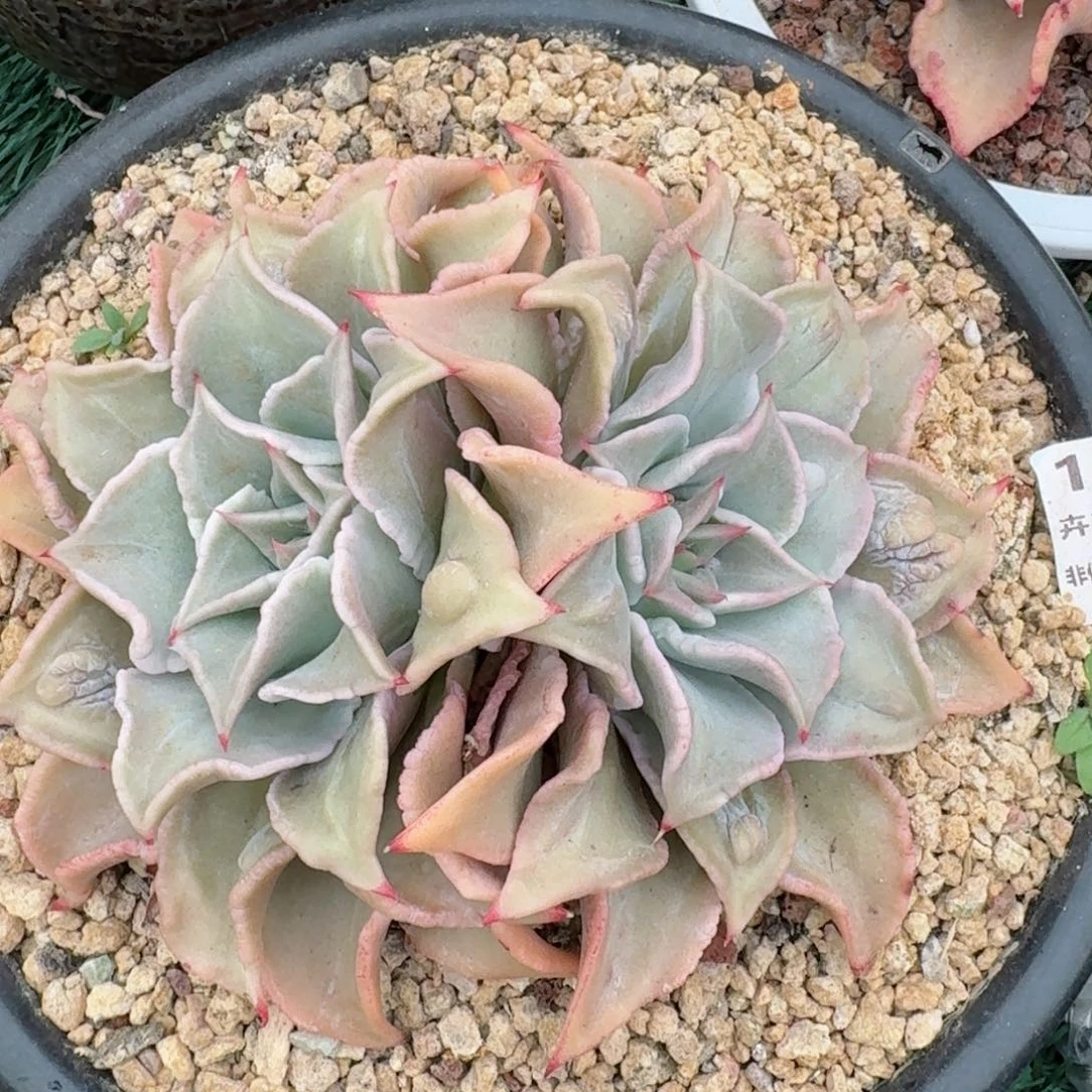 1719一物一拍（满28包邮