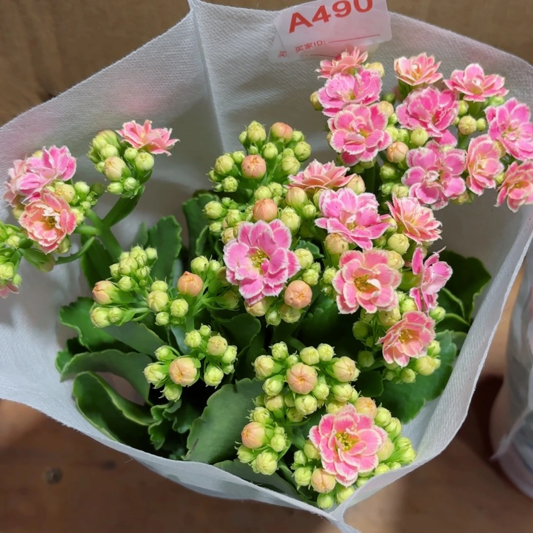 A490大彩蝶长寿花一颗