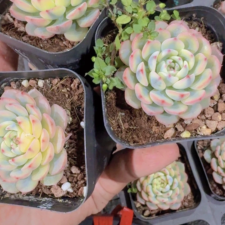 姬莲锦王炸一颗新品