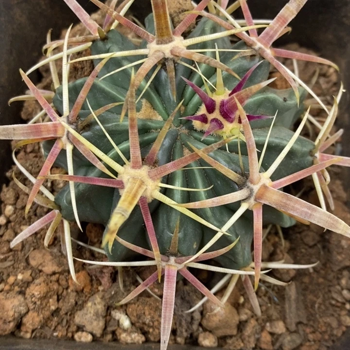 实生宽刺日出特价