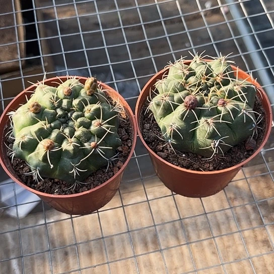 绯花玉2颗带花苞