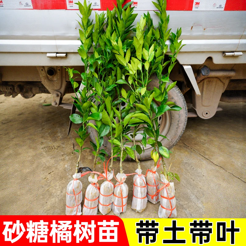 砂糖橘树苗地栽盆栽南方北方种植橘子树苗柑桔果树果苗嫁接砂糖橘