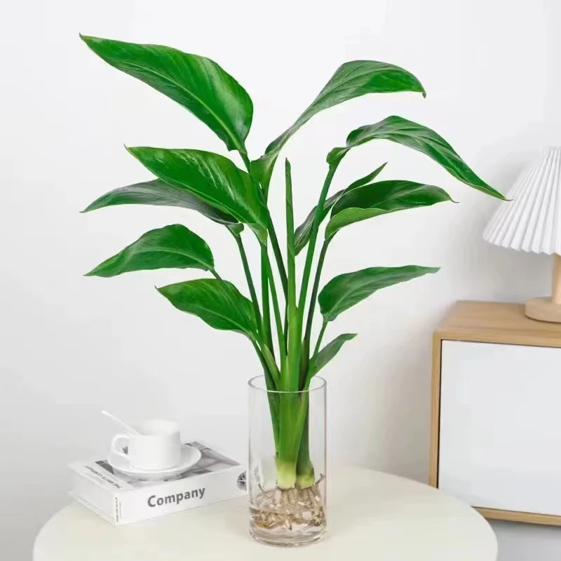 水培桌面天堂鸟盆栽四季常青植物室内大叶水养耐阴客厅绿植吸甲醛
