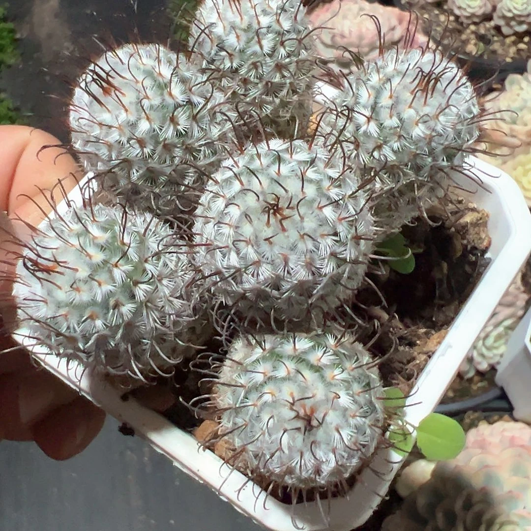 曲刺佩蕾 小方花圃一物一拍