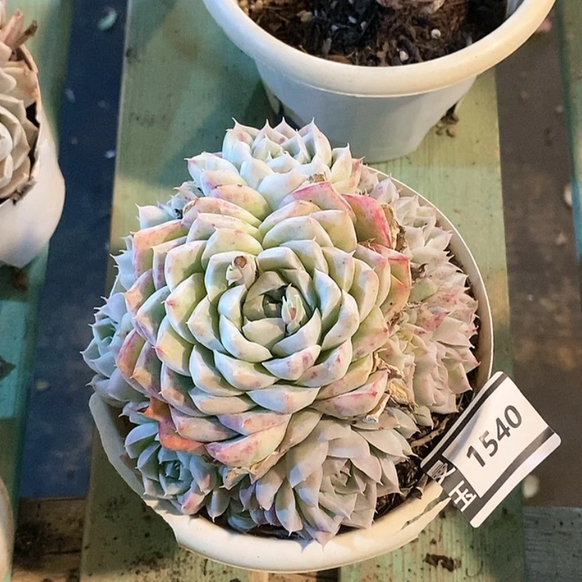 【闪购商品】桃熏女王1540