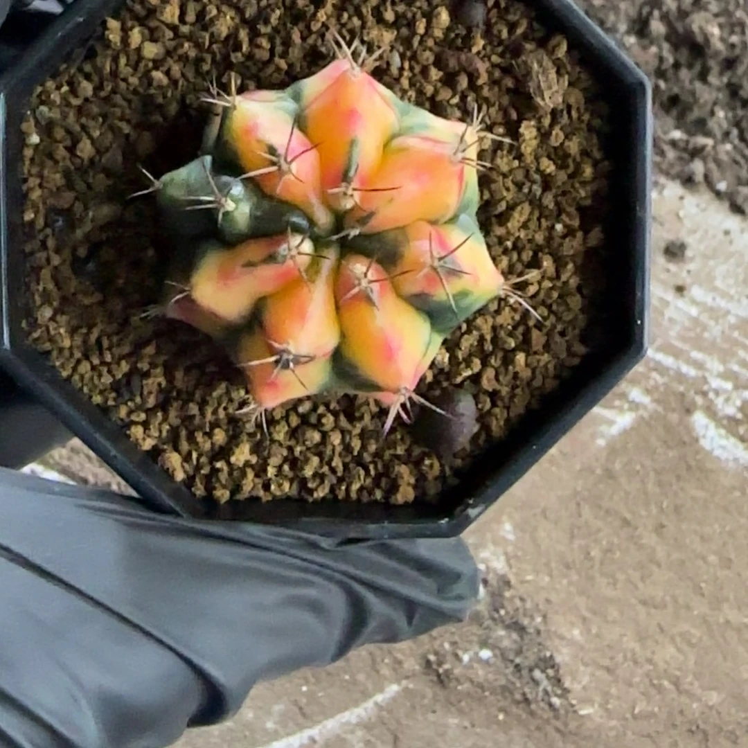 侧芽卡若琳福利价