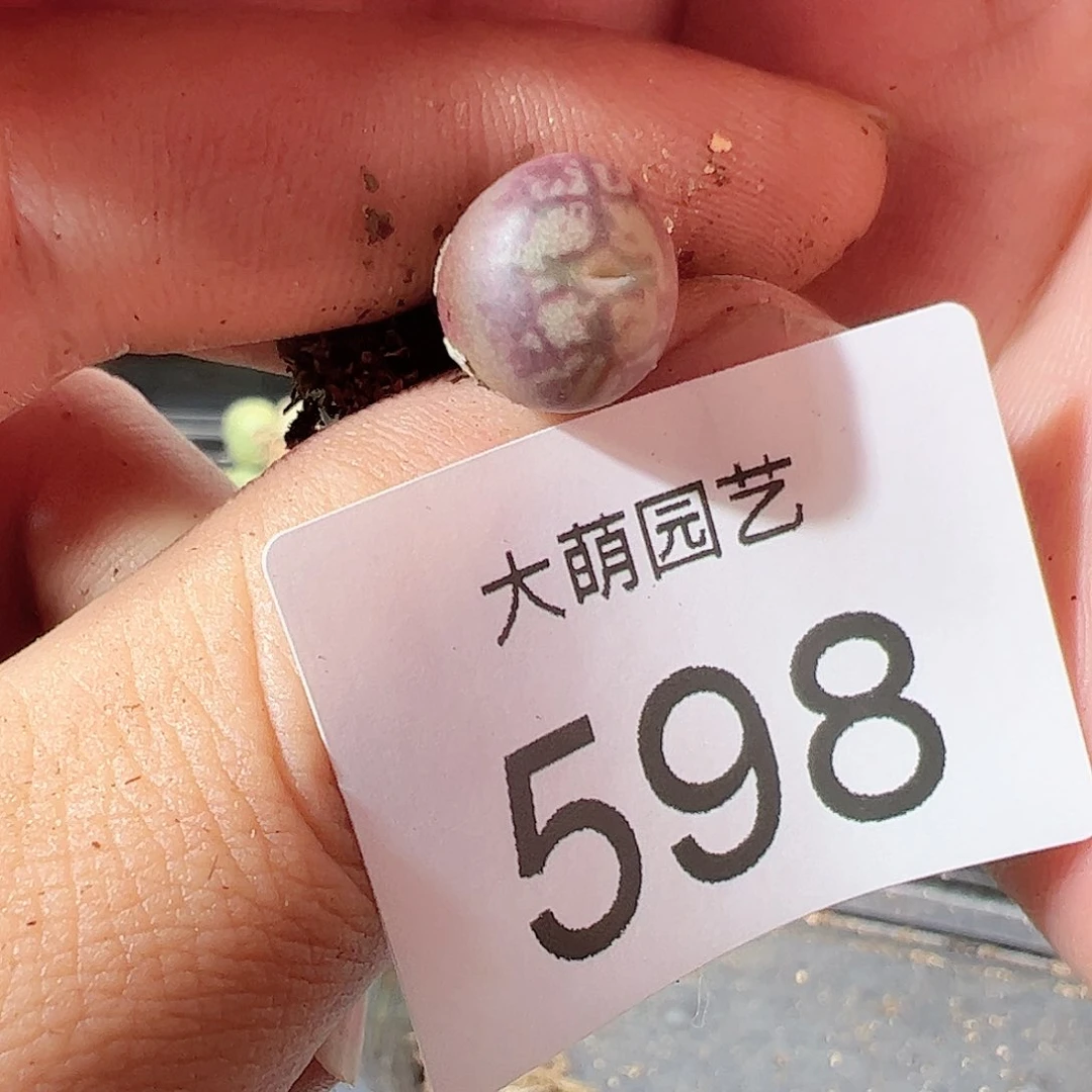 0000598 一物一拍……