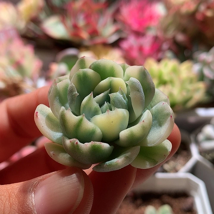 花脸冰梅锦锦有根