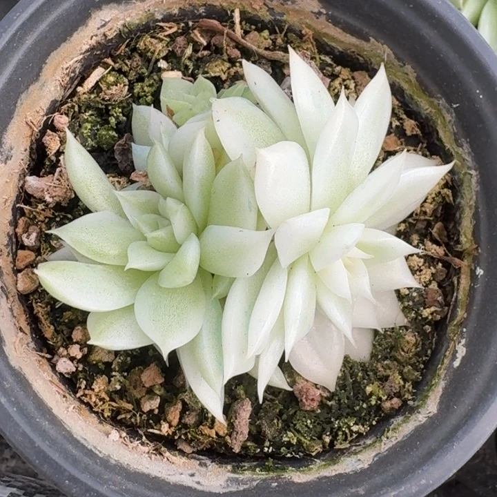 黑水晶锦底座一物一拍