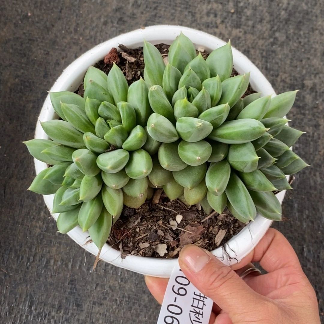 两单包邮1109-66象牙