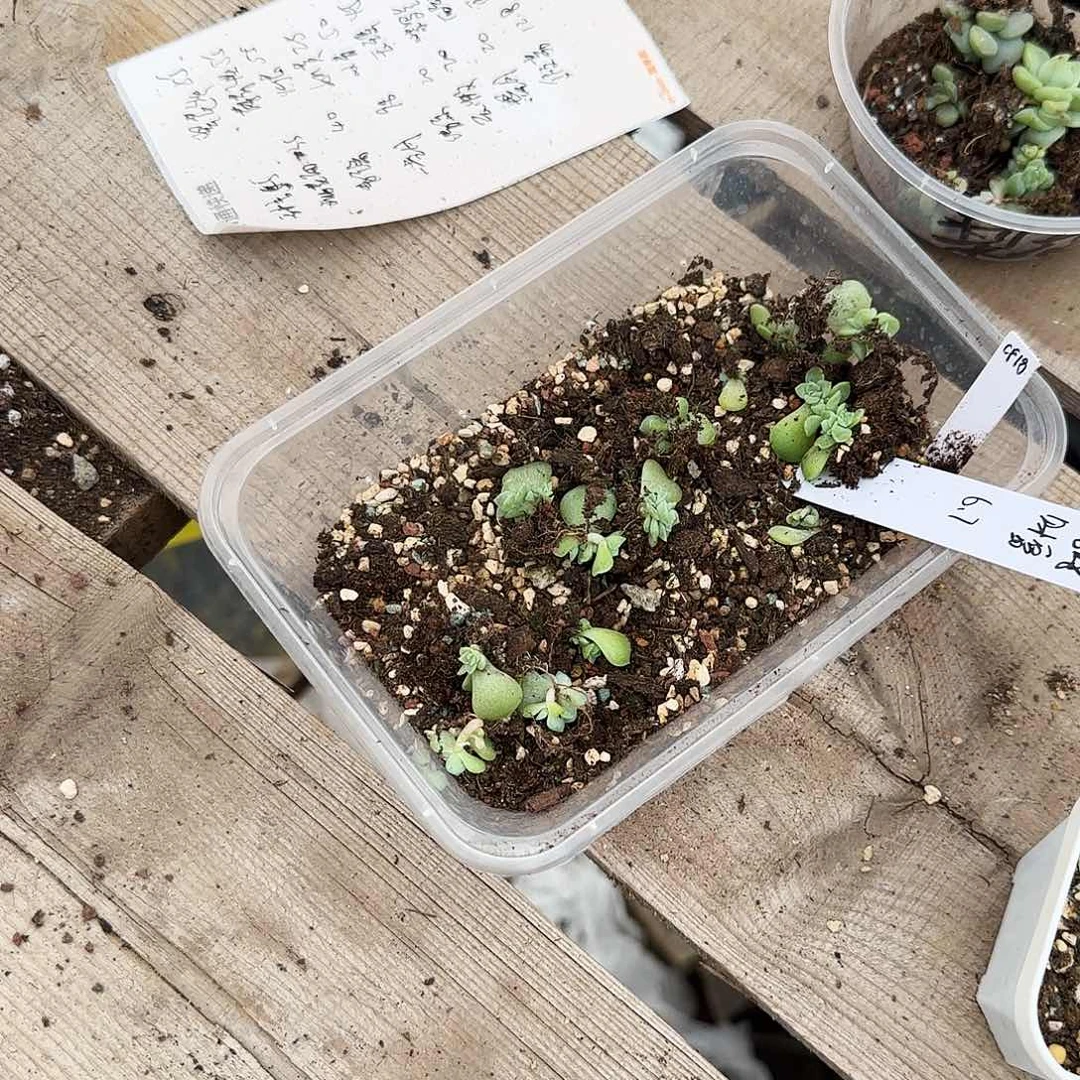 三头啊哈财富芝麻一个满25包邮