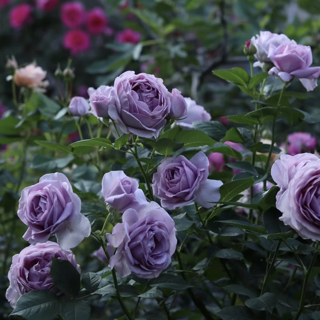 【蓝色风暴】大花蓝色浓香型月季玫瑰3-5个花苞四季开花盆栽地栽