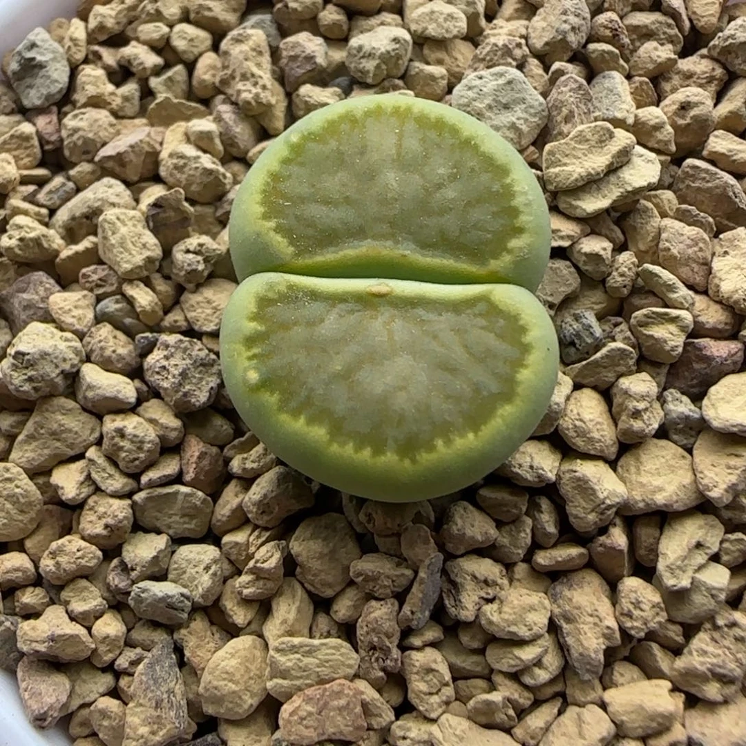 413 生石花大棚直播