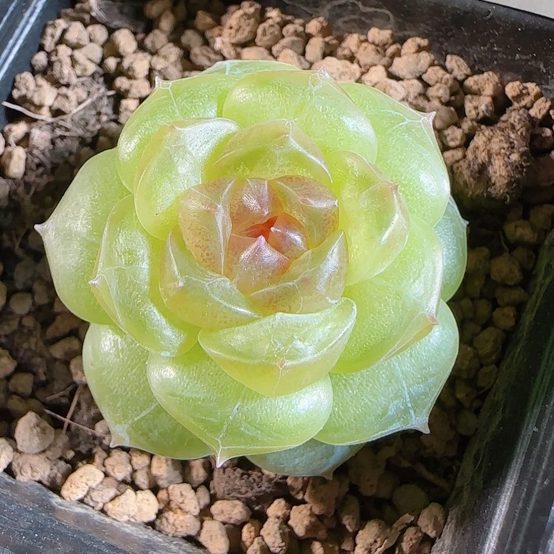 1107---45仙音一物一拍