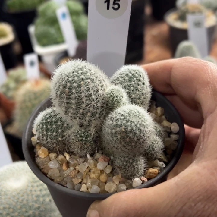 二***月15号庆典一颗带盆