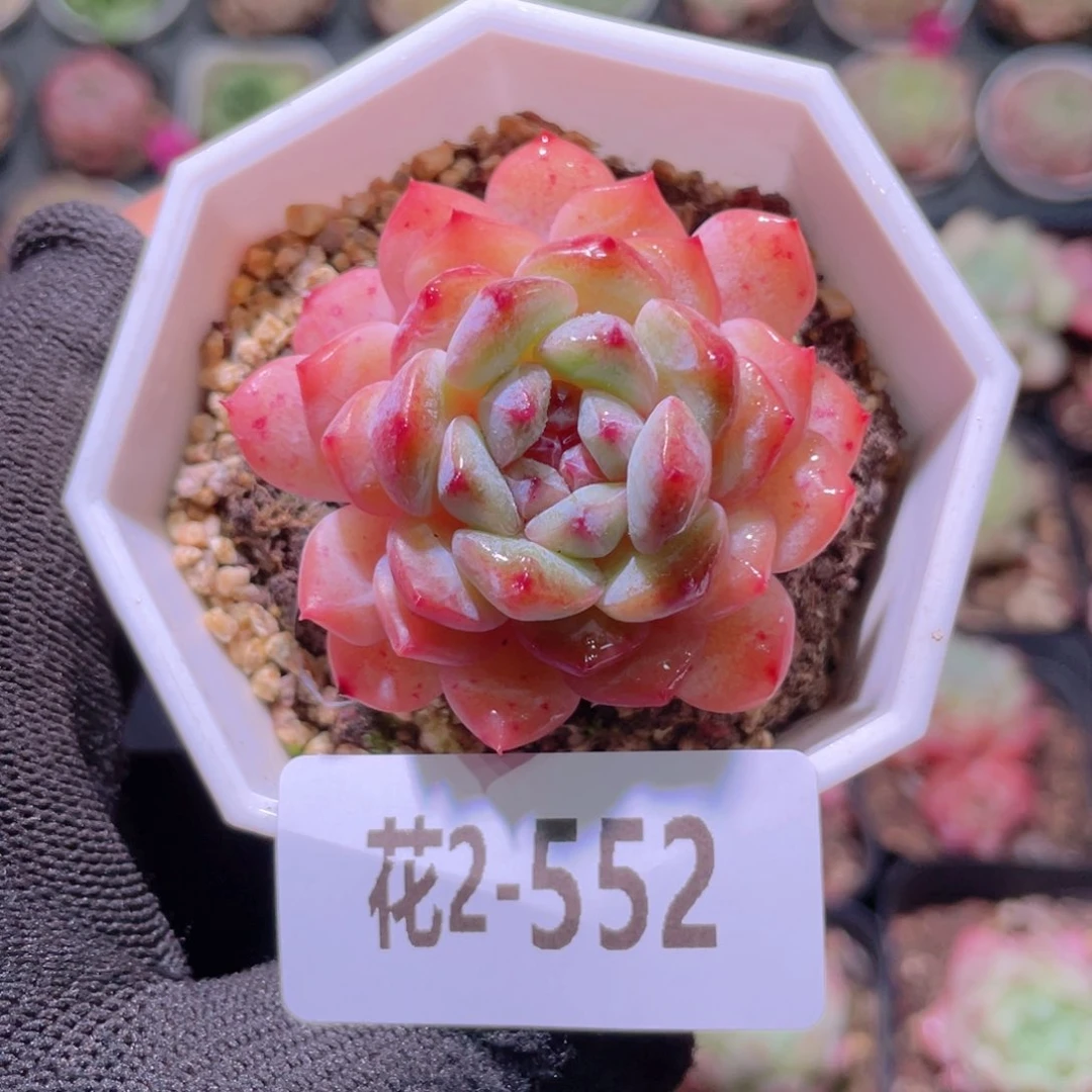 花利美2-552精选糖心