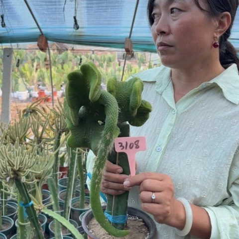 军***军青蛇缀化无售后3108