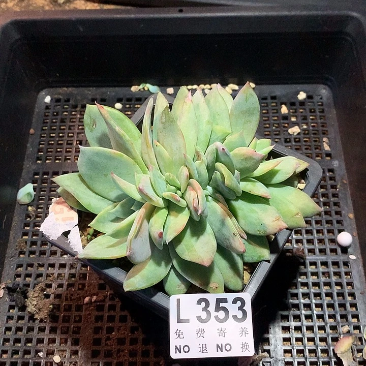 烟火缀化 不确定土里有没有侧切