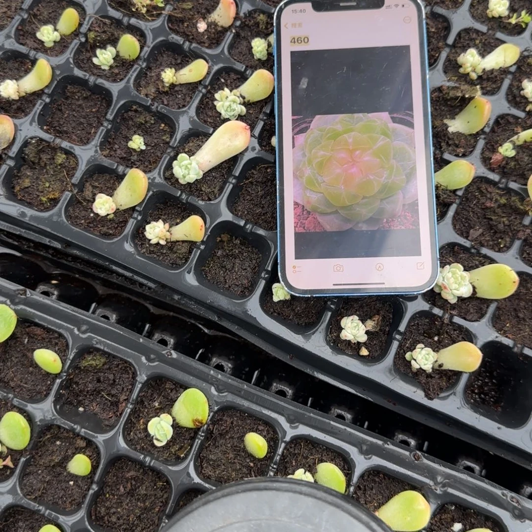 460号 1个穴满25包邮