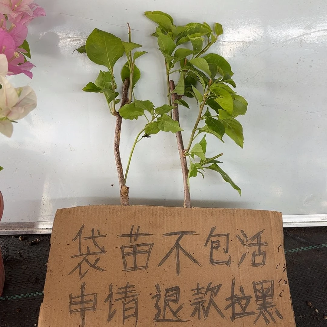 老***张无花朵拉菲泰加盲盒一颗