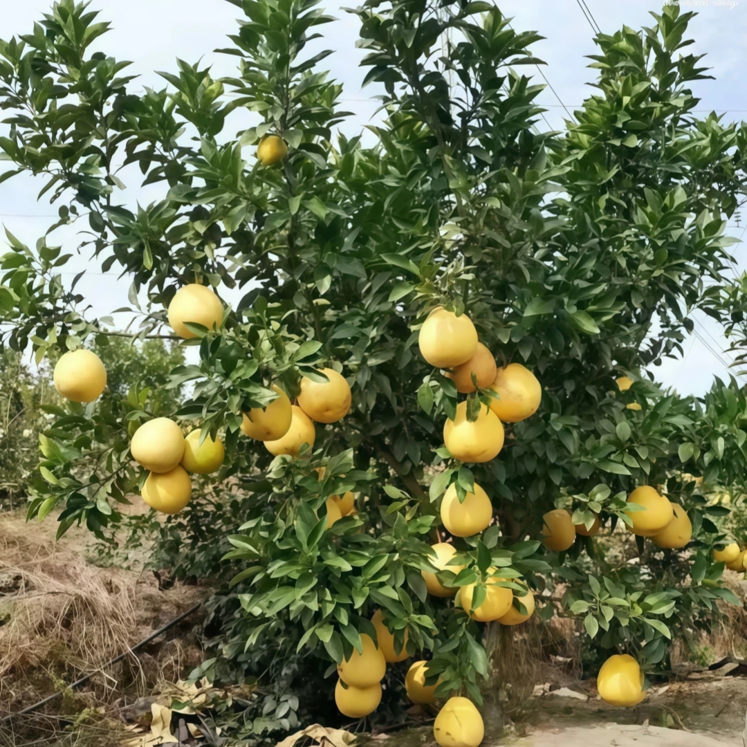 正宗江西余干新鲜马家柚清甜多汁当季水果新鲜现摘现发
