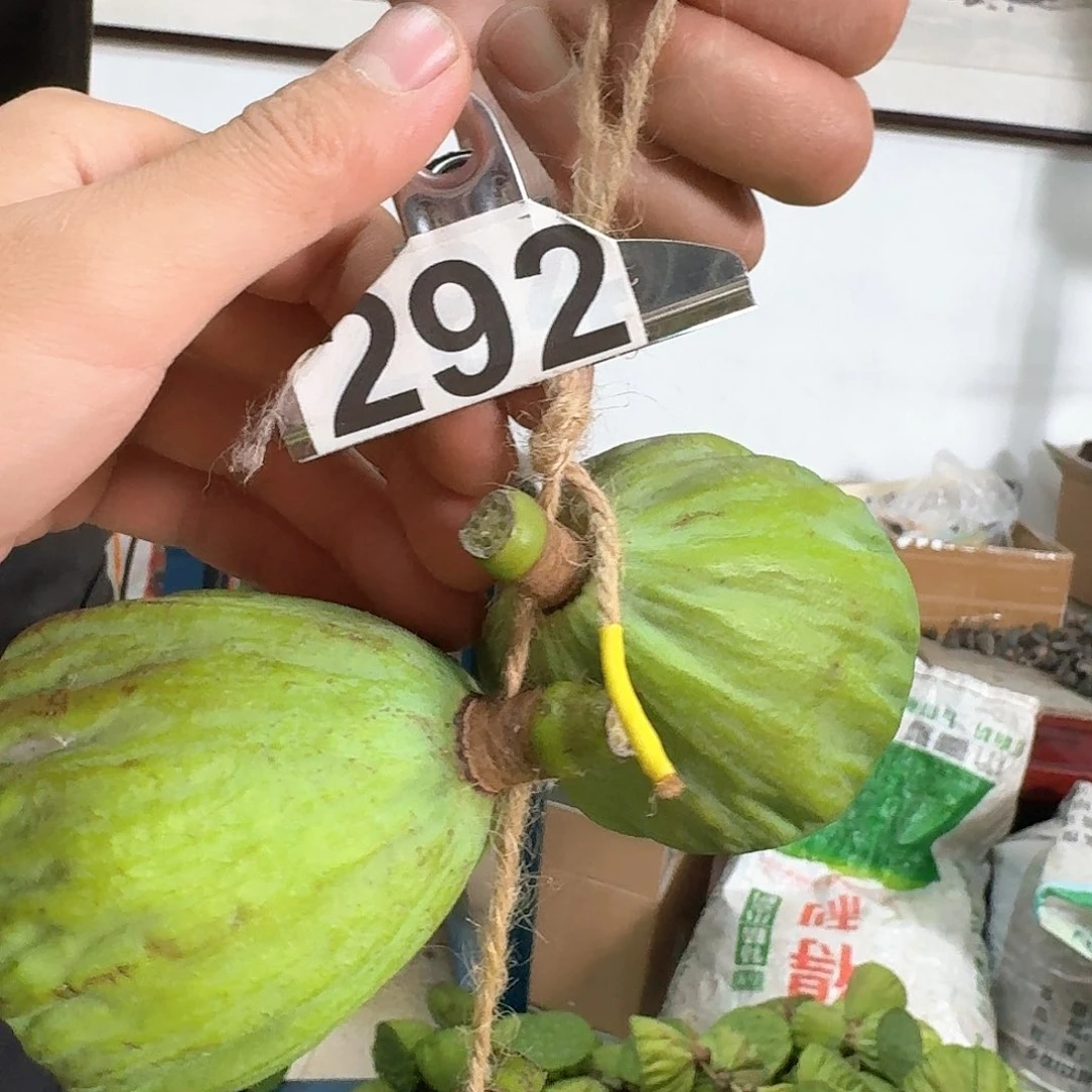 时****鲜莲蓬大的22个小的26个