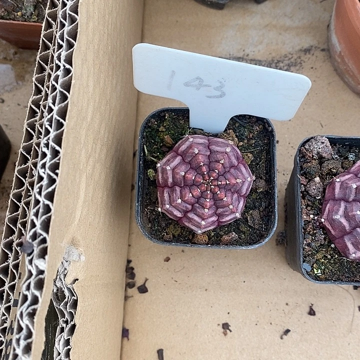 忆***母开播前的一个晚上我都