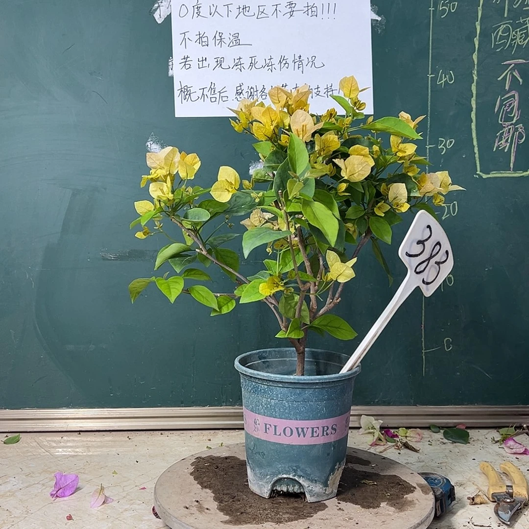 完全开放  福利 黄玫瑰  383