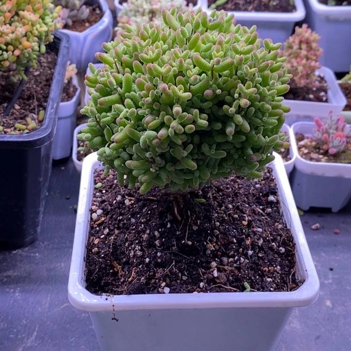 s****n254金橘糖球。