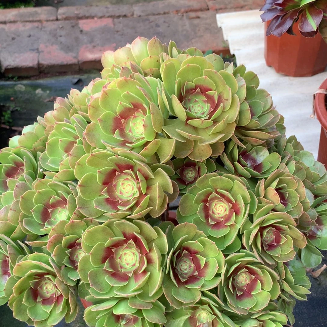 万圣节红心，多肉植物