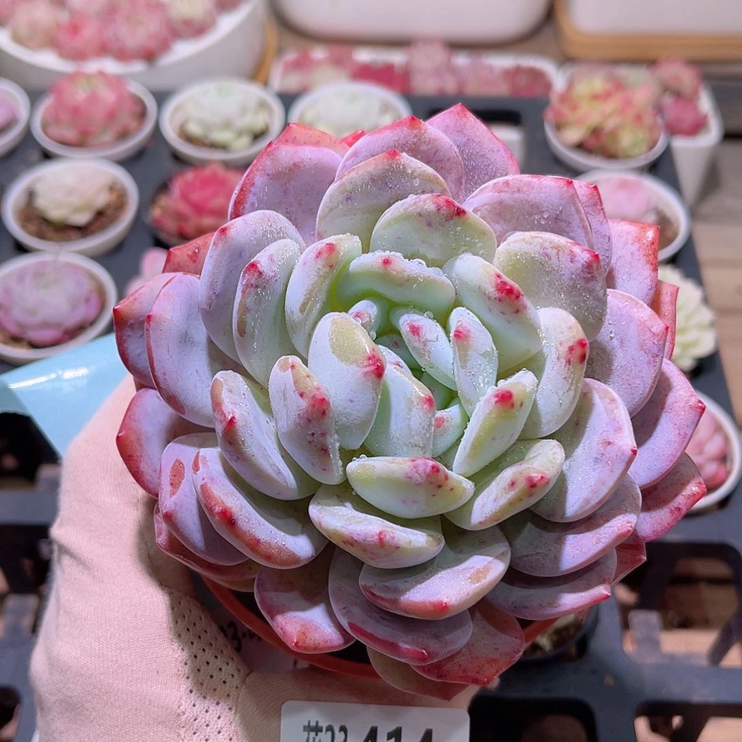 花利美23-414橙梦露