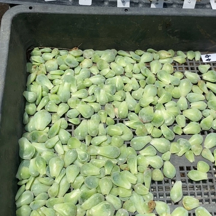 纯叶片遥遥领先10片不重复