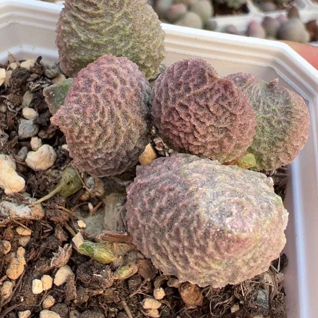 巨猪宝老桩多肉植物水泡