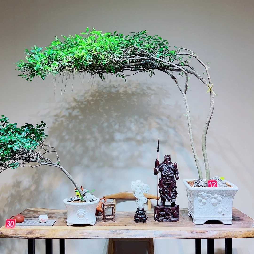海岛栀子花一物一拍