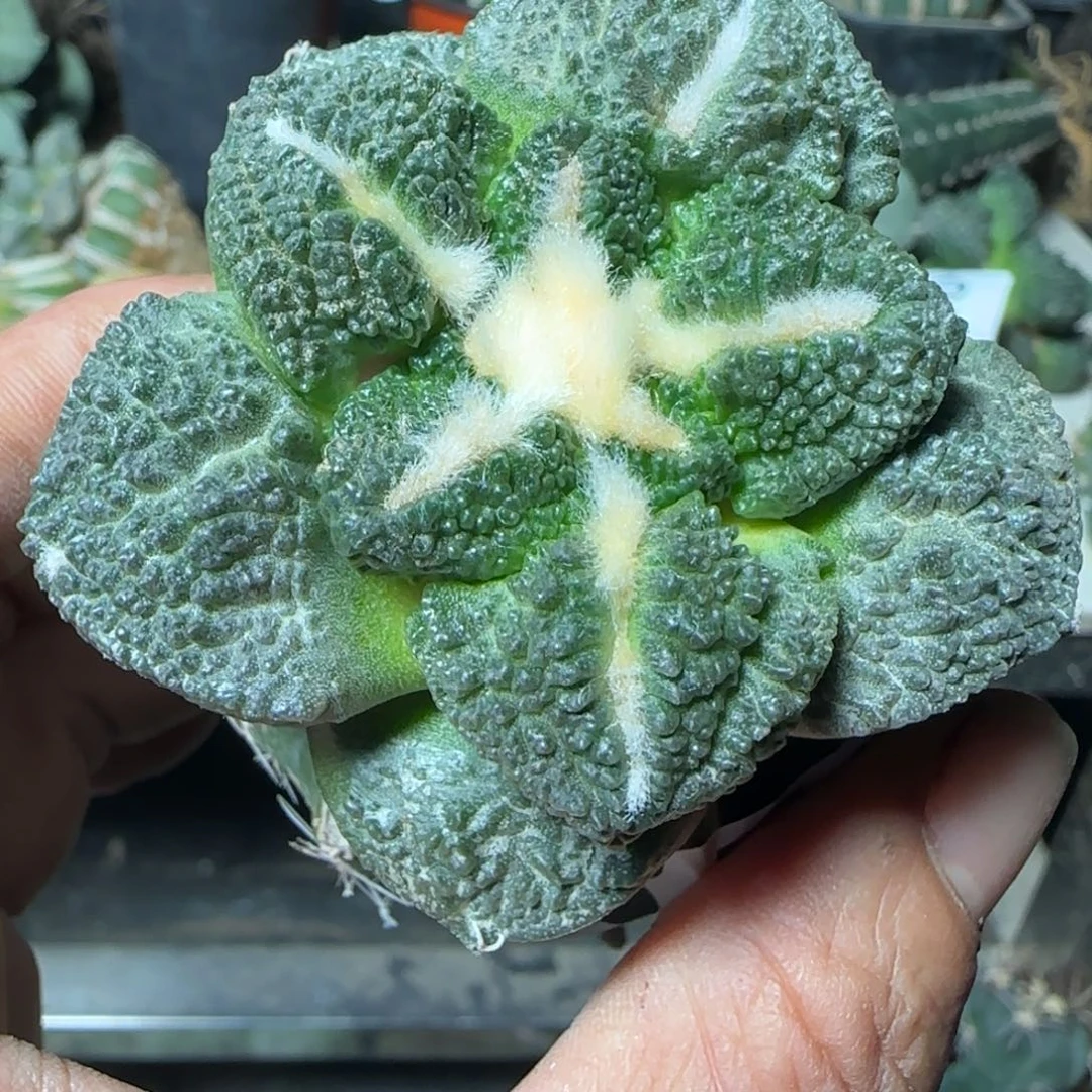 无花朵苗接中筋连山858