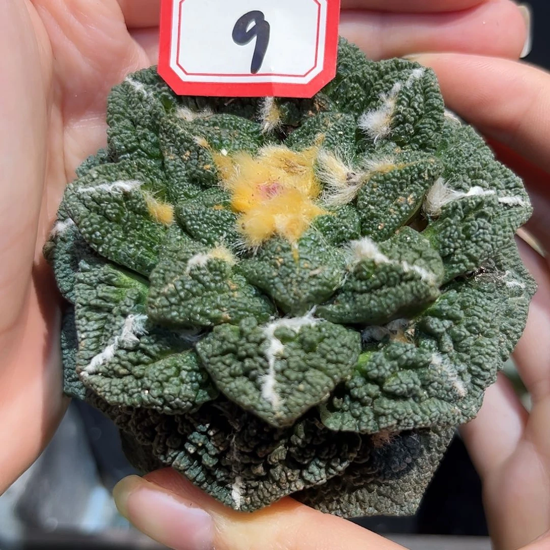 9号8.5cm自根哥斯拉辛盾