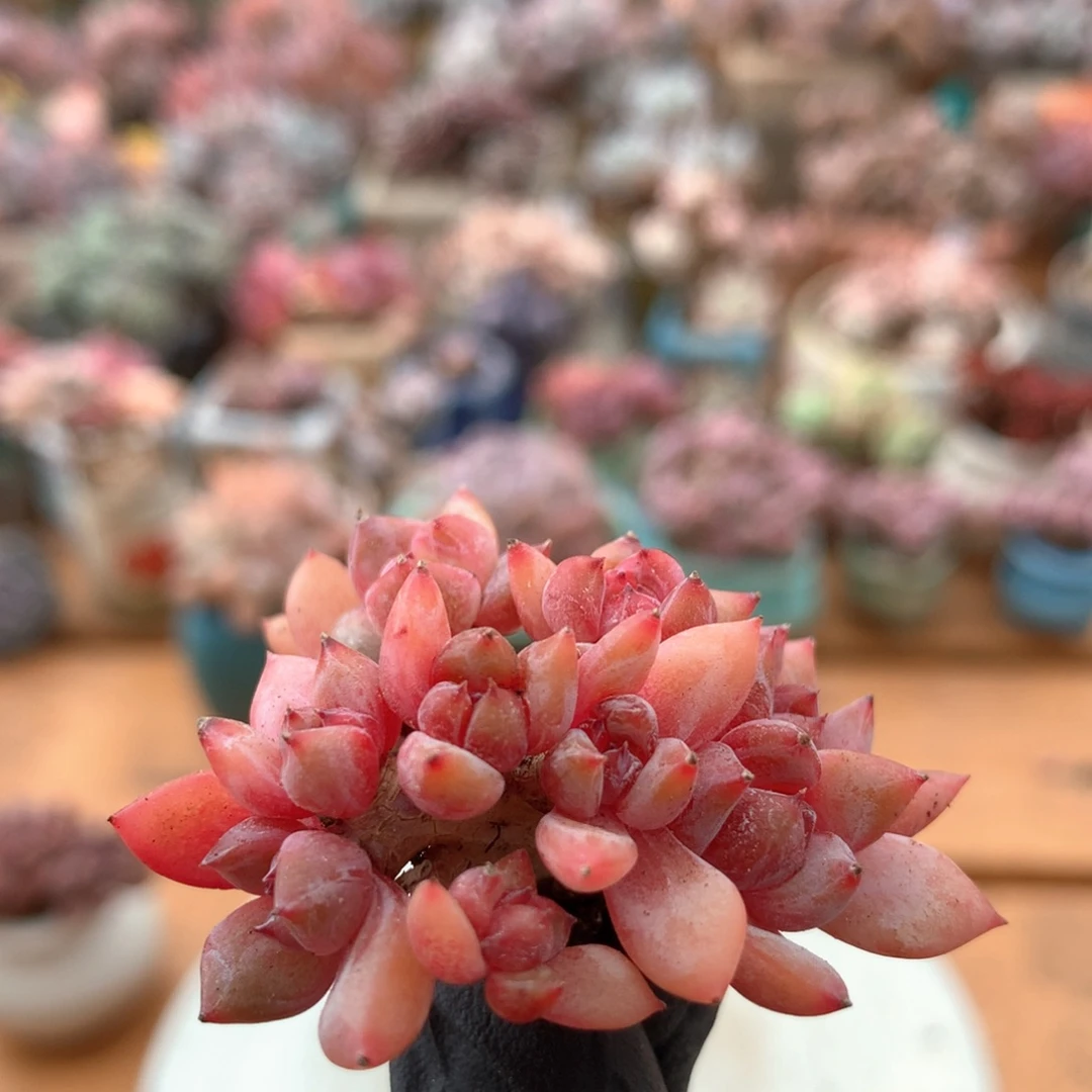 日系星影一物一拍 015