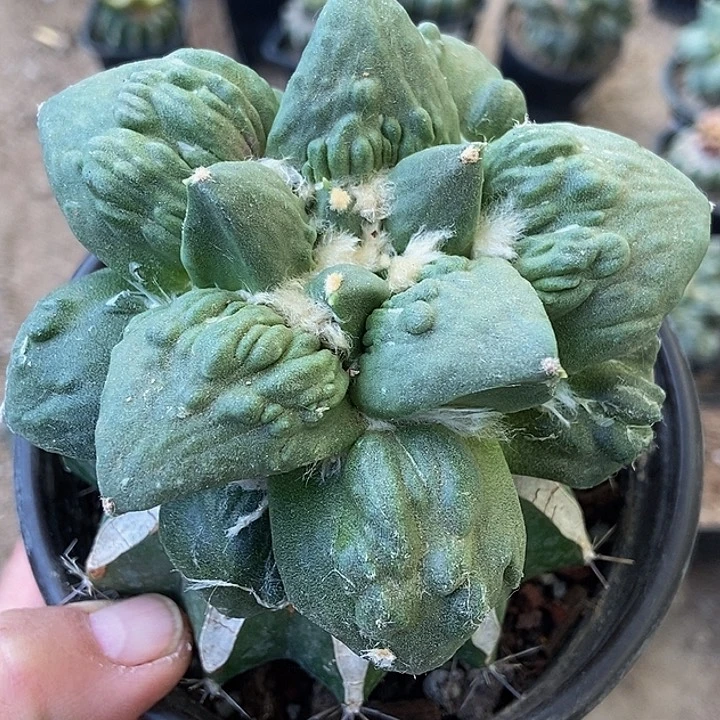 无花朵福利大尤丸尤瘤尤瀑布怒涛牡丹537