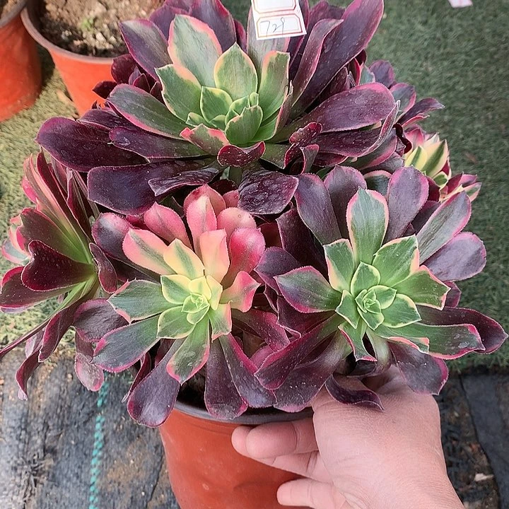 729金丝多肉植物