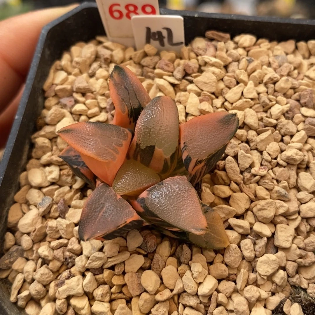 689丘比特克多肉植物