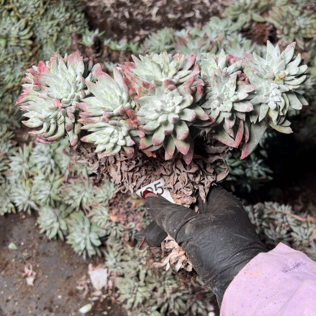 695哈哈哈哈哈哈哈哈哈