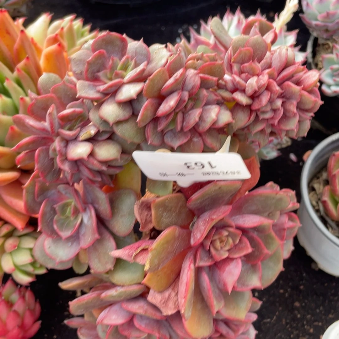 153大红袍缀多肉植物