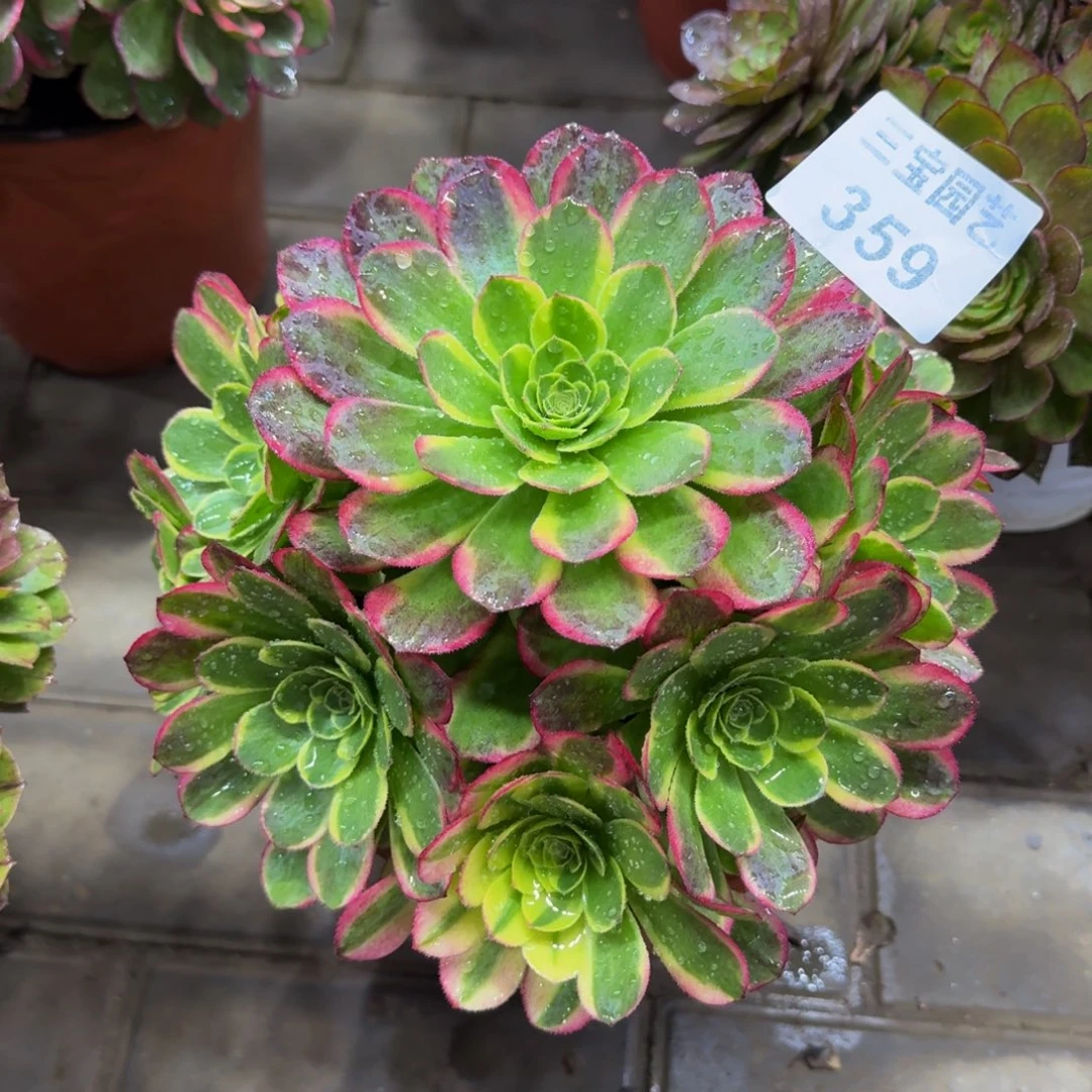 广**伤多肉植物359奶白