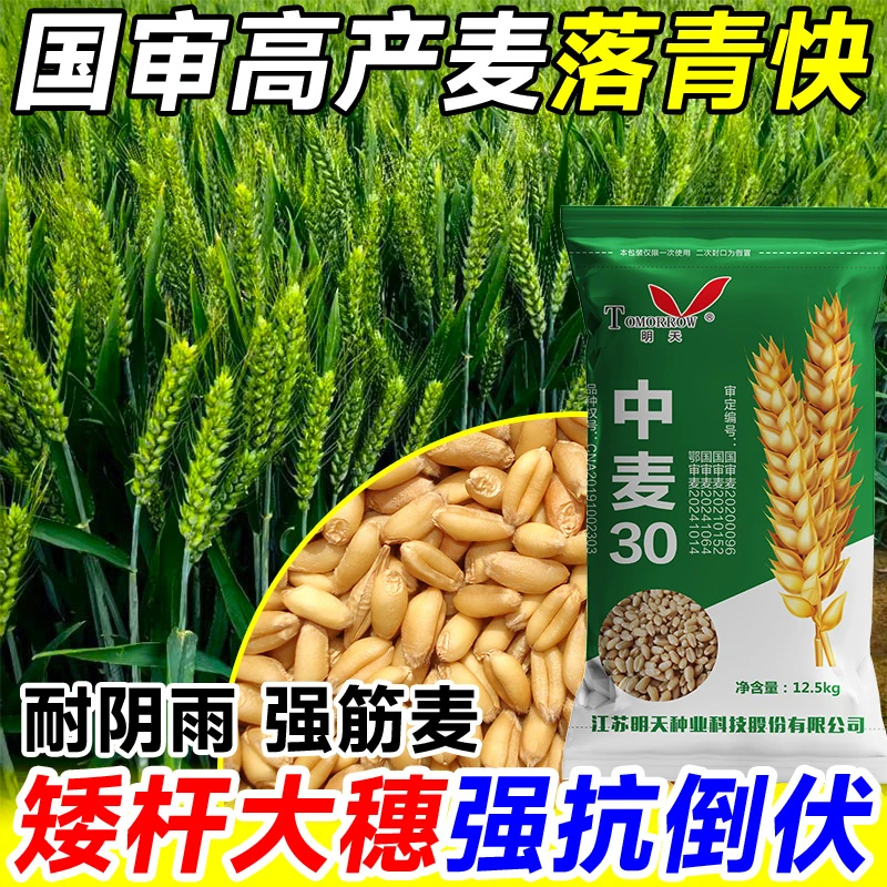 【中麦30】高产稳产三国审小麦种子抗病抗倒伏耐干旱耐寒穗大粒饱
