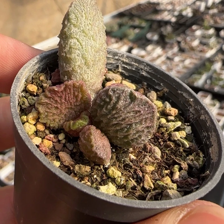 大鱼海棠水泡多肉