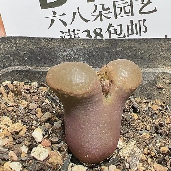104号风铃zyyyxyxxxz