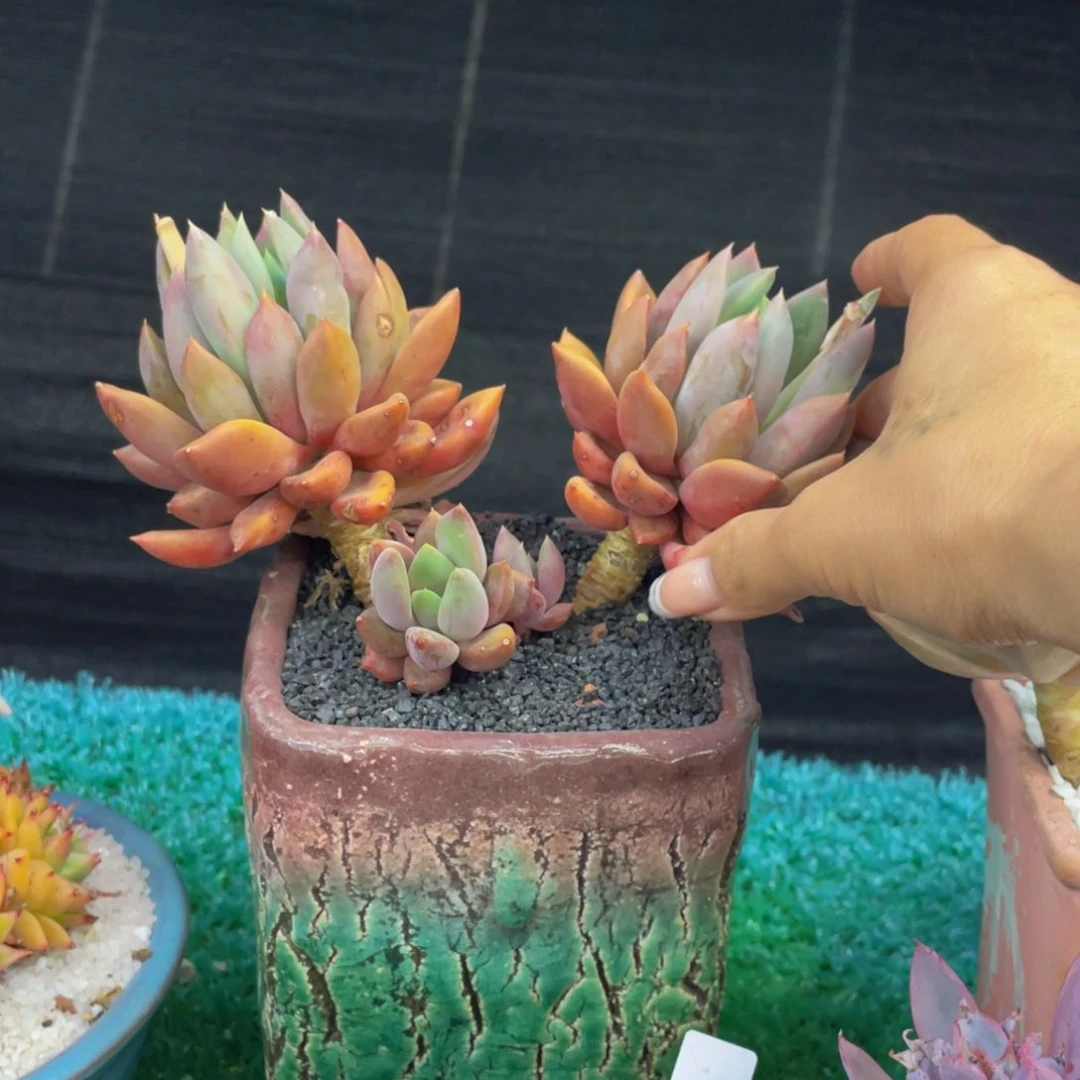 多肉植物盆栽多肉