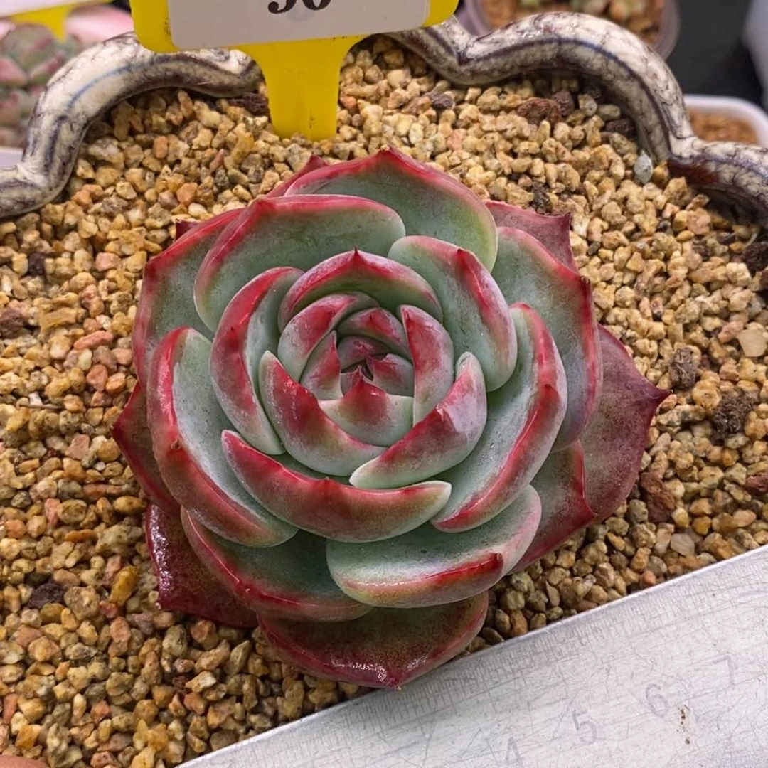 890精控惊鸿圆脸多肉植物