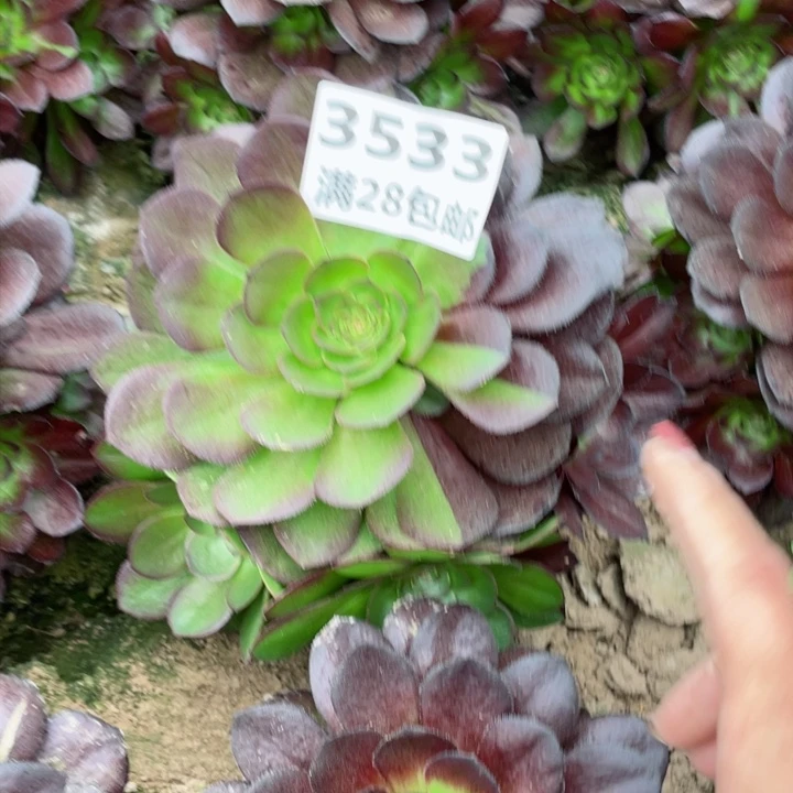 3533二号棚黑寡妇